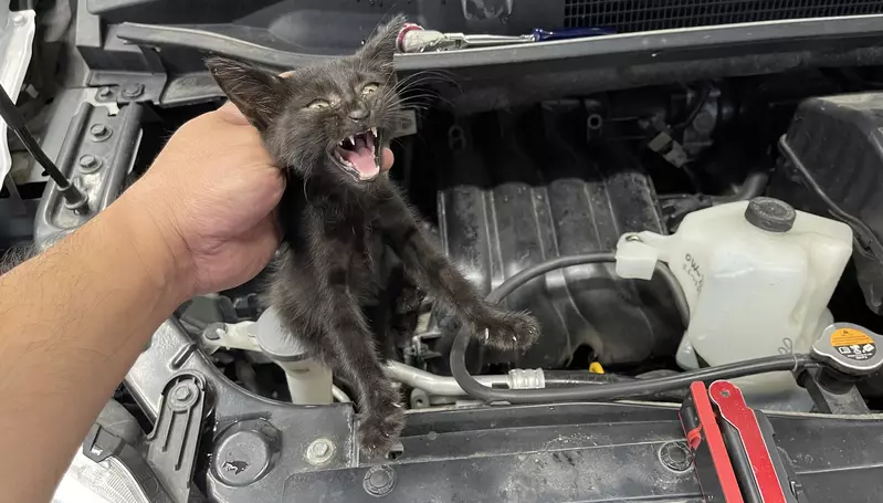 日本猫咪都市传说“秘密结社NNN”再现！半年前想收养小黑猫，半年后竟自己上门... - 奇趣星球报 - 奇趣星球报