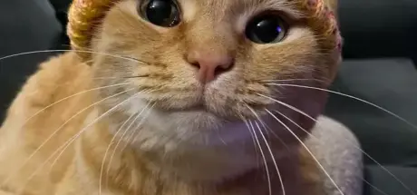 我家橘猫的憨憨瞬间！网友们纷纷分享，自家毛孩呆萌证据照... - 我的世界基岩版中文站