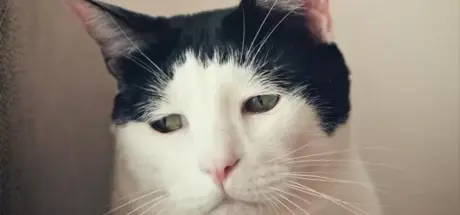 “沮丧脸小猫”网络爆红!忧郁眼神,瞬间俘获网友们的心 - 奇趣星球报