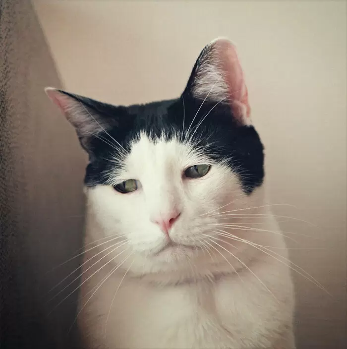 “沮丧脸小猫”网络爆红！忧郁眼神，瞬间俘获网友们的心 - 我的世界基岩版中文站 - 我的世界基岩版中文站