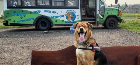 狗狗也有托儿所!加拿大专人接送和户外教学的“狗狗校车”超可爱 - 奇趣星球报