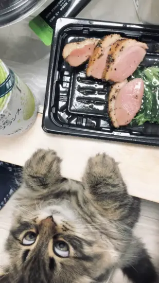 网友分享“表情丰富到可出贴图的西伯利亚猫”：浮夸表情在网络上掀起话题 - 奇趣星球报 - 奇趣星球报