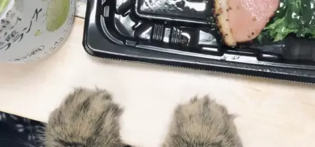 网友分享“表情丰富到可出贴图的西伯利亚猫”:浮夸表情在网络上掀起话题 - 奇趣星球报