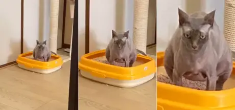 “猫猫的大便表情锦标赛”爆红推特!这不是定格,是猫猫便便时的真实表情 - 奇趣星球报