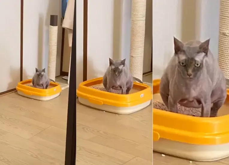 “猫猫的大便表情锦标赛”爆红推特!这不是定格,是猫猫便便时的真实表情 - 奇趣星球报 - 奇趣星球报