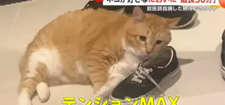 猫咪为何迷恋鞋子的味道?兽医分析:臭脚丫可能像木天蓼一样令人上瘾 - 我的世界基岩版中文站