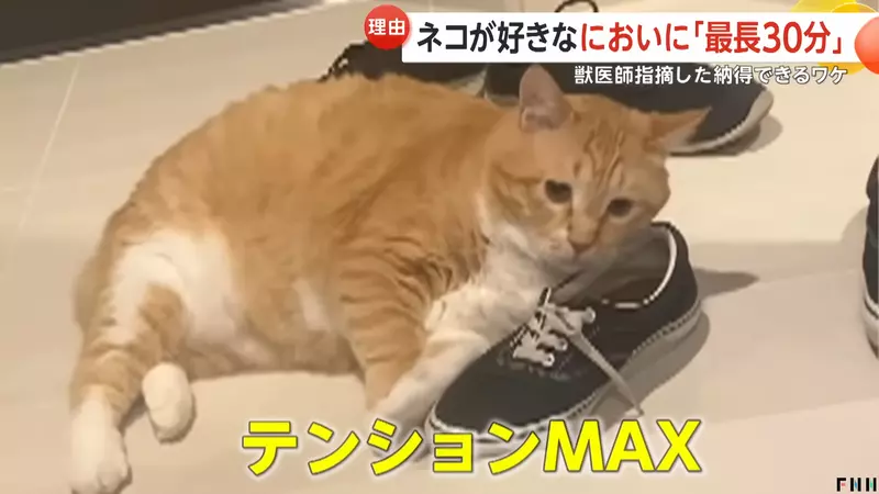 猫咪为何迷恋鞋子的味道？兽医分析：臭脚丫可能像木天蓼一样令人上瘾 - 我的世界基岩版中文站 - 我的世界基岩版中文站