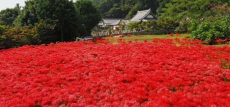 曾经的绝美景点不复存在!日本奈良九品寺彼岸花海,因游客不文明行为被砍光 - 我的世界基岩版中文站