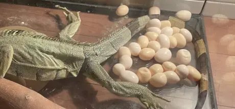 宠物鬣蜥生蛋被煮来吃！日本饲主无奈感叹：不想浪费，但真的不好吃 - 我的世界基岩版中文站