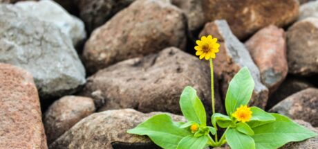 《人民日报》：“山有山的高度，人有人的渡口，平常心面对人生起伏！” - 我的世界基岩版中文站