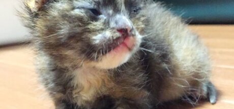 奇迹的相遇!因侄女的决定而获救的小猫,在4年半后竟成长为一只“肥猫”! - 我的世界基岩版中文站