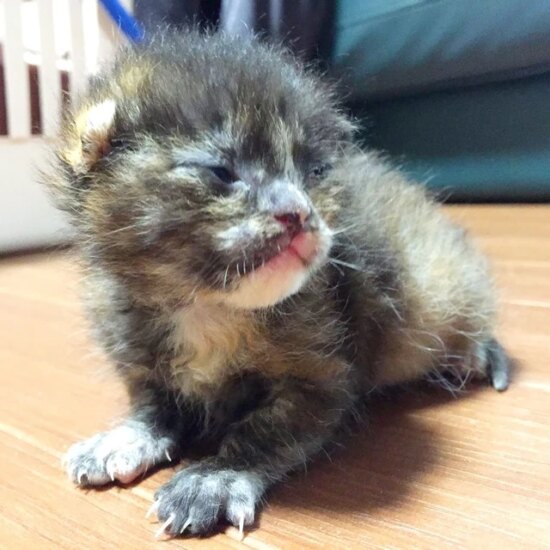 奇迹的相遇！因侄女的决定而获救的小猫，在4年半后竟成长为一只“肥猫”！ - 奇趣星球报 - 奇趣星球报