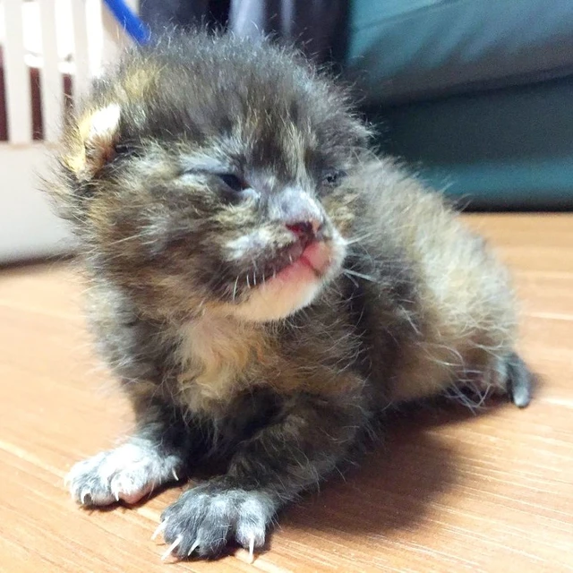 奇迹的相遇！因侄女的决定而获救的小猫，在4年半后竟成长为一只“肥猫”！ - 我的世界基岩版中文站 - 我的世界基岩版中文站