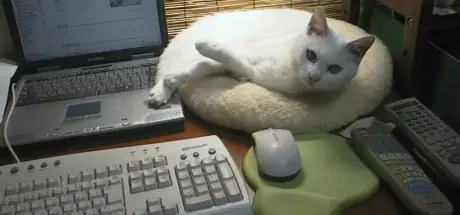 日本作家菅野彰回忆与爱猫20年前的往事！它是唯一尽责催稿的