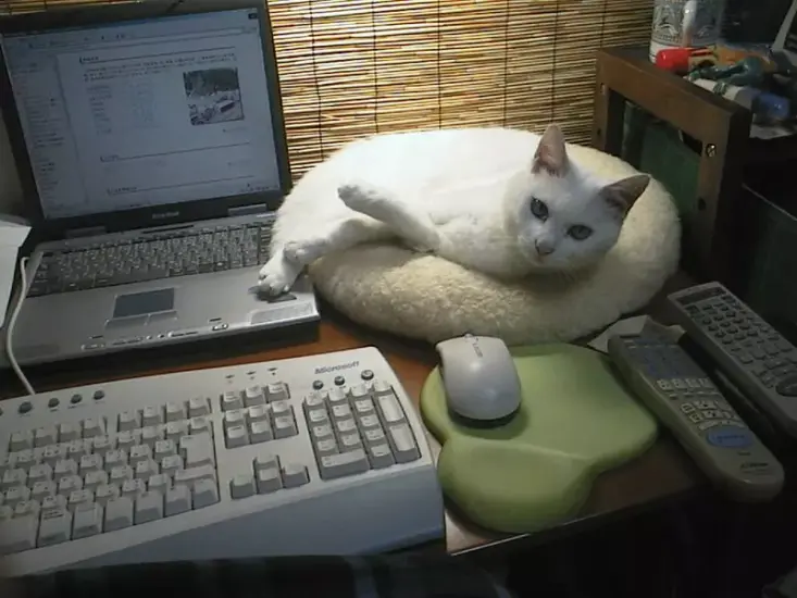 日本作家菅野彰回忆与爱猫20年前的往事!它是唯一尽责催稿的"编辑" - 奇趣星球报 - 奇趣星球报