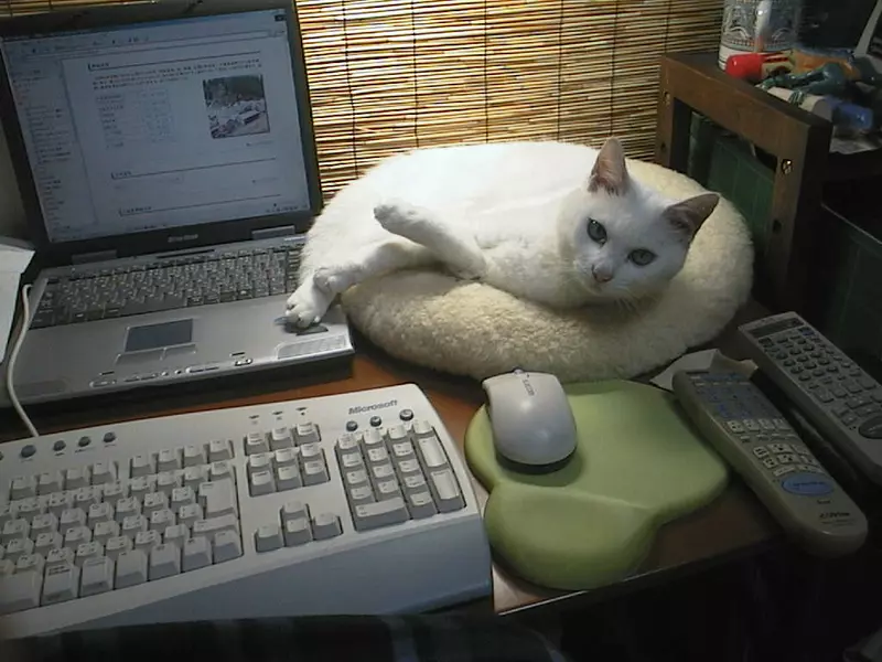 日本作家菅野彰回忆与爱猫20年前的往事！它是唯一尽责催稿的"编辑" - 我的世界基岩版中文站 - 我的世界基岩版中文站