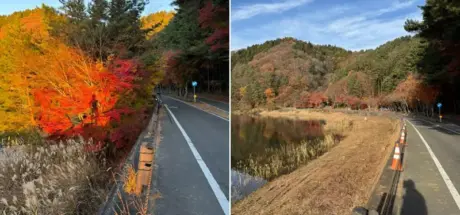 日本富士山红叶被砍光，引发摄影师发文控诉！然而贊成砍树派和反对砍树派，却产生了激烈议论！ - 我的世界基岩版中文站