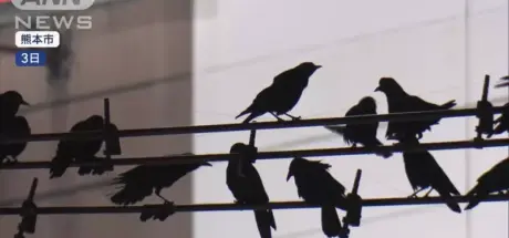 日本人吐槽从中国飞往日本过冬的乌鸦!数量庞大到满地都是鸟屎,行人跟店家都苦不堪言! - 我的世界基岩版中文站