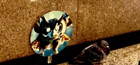 日本新宿车站“驱鸽法”，搬出天敌的图片吓鸽子！然而实验3个月后，发现没有任何用处！ - 我的世界基岩版中文站