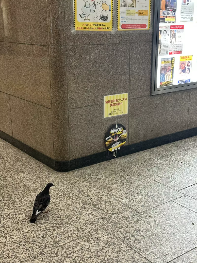 我的世界基岩版【】下载