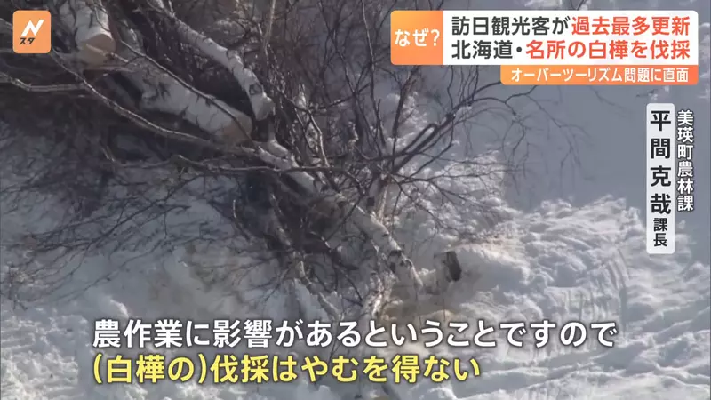 3600 万游客挤爆日本的代价！因乱闯农田引众怒，北海道美瑛地主忍痛砍光着名白桦林！