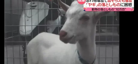 最近4年日本警方收容“遗失动物”多达10万只!光是猫猫狗狗就有7万多,其中甚至还有山羊! - 我的世界基岩版中文站