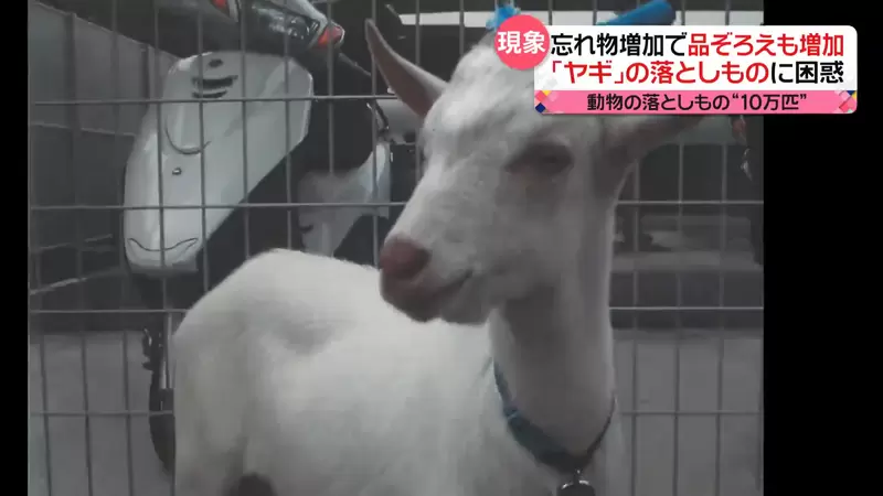 最近4年日本警方收容“遗失动物”多达10万只！光是猫猫狗狗就有7万多，其中甚至还有山羊！ - 我的世界基岩版中文站 - 我的世界基岩版中文站