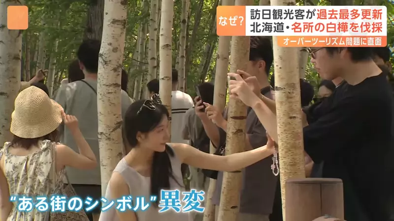 3600 万游客挤爆日本的代价！因乱闯农田引众怒，北海道美瑛地主忍痛砍光着名白桦林！