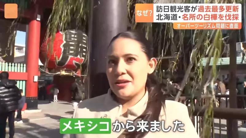 3600 万游客挤爆日本的代价！因乱闯农田引众怒，北海道美瑛地主忍痛砍光着名白桦林！