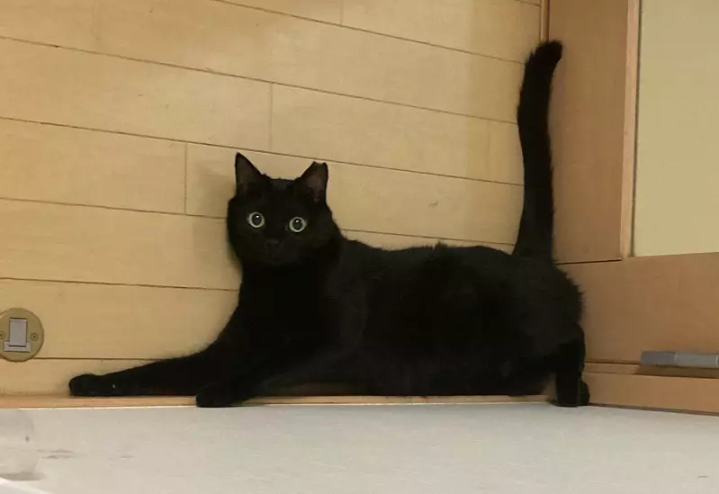 《超爱黑色的日本研究者》开的车和穿的衣服都要是黑色 连心爱的黑猫也命名为「暗黑」