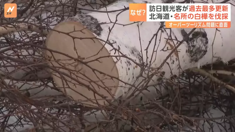 3600 万游客挤爆日本的代价！因乱闯农田引众怒，北海道美瑛地主忍痛砍光着名白桦林！