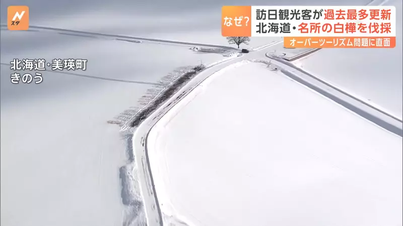 3600 万游客挤爆日本的代价！因乱闯农田引众怒，北海道美瑛地主忍痛砍光着名白桦林！