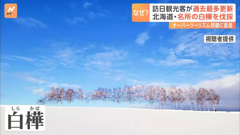 3600 万游客挤爆日本的代价！因乱闯农田引众怒，北海道美瑛地主忍痛砍光着名白桦林！