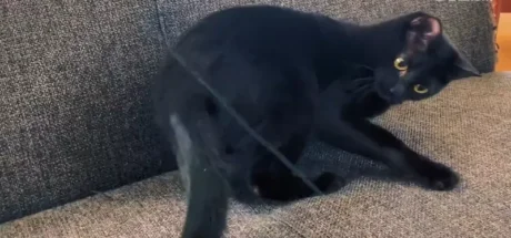 超爱黑色的日本研究者，连“开的车和穿的衣服”都要是黑色！甚至心爱的黑猫也命名为「暗黑」！ - 我的世界基岩版中文站