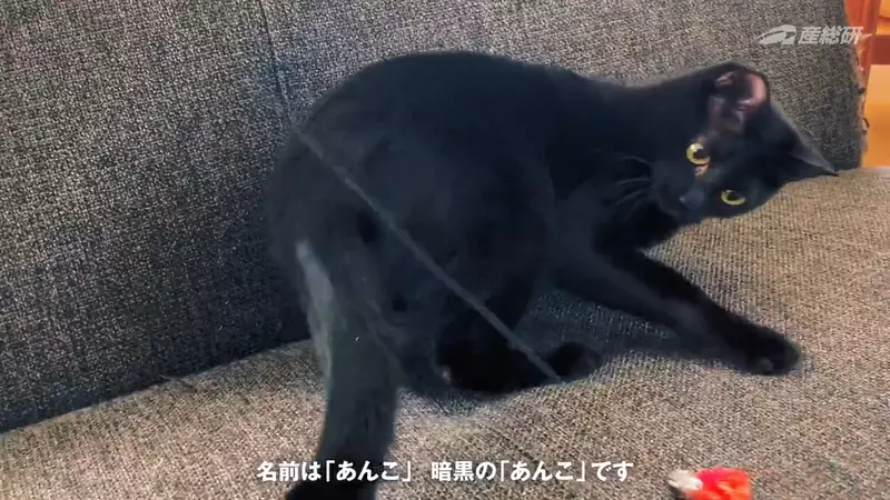 超爱黑色的日本研究者，连“开的车和穿的衣服”都要是黑色！甚至心爱的黑猫也命名为「暗黑」！ - 我的世界基岩版中文站 - 我的世界基岩版中文站