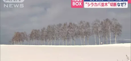 因为观光客过多,日本北海道美瑛町白桦林“全被砍光”!由于受不了太多人,选择毁掉景点! - 我的世界基岩版中文站