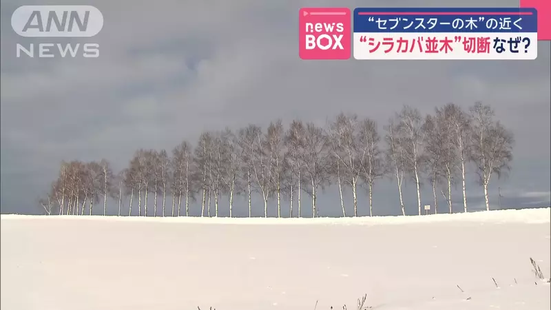 因为观光客过多，日本北海道美瑛町白桦林“全被砍光”！由于受不了太多人，选择毁掉景点！ - 我的世界基岩版中文站 - 我的世界基岩版中文站