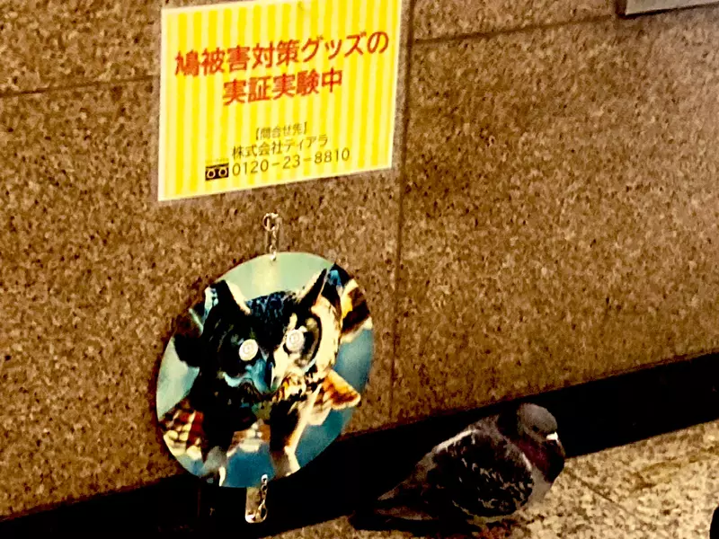 我的世界基岩版【】下载