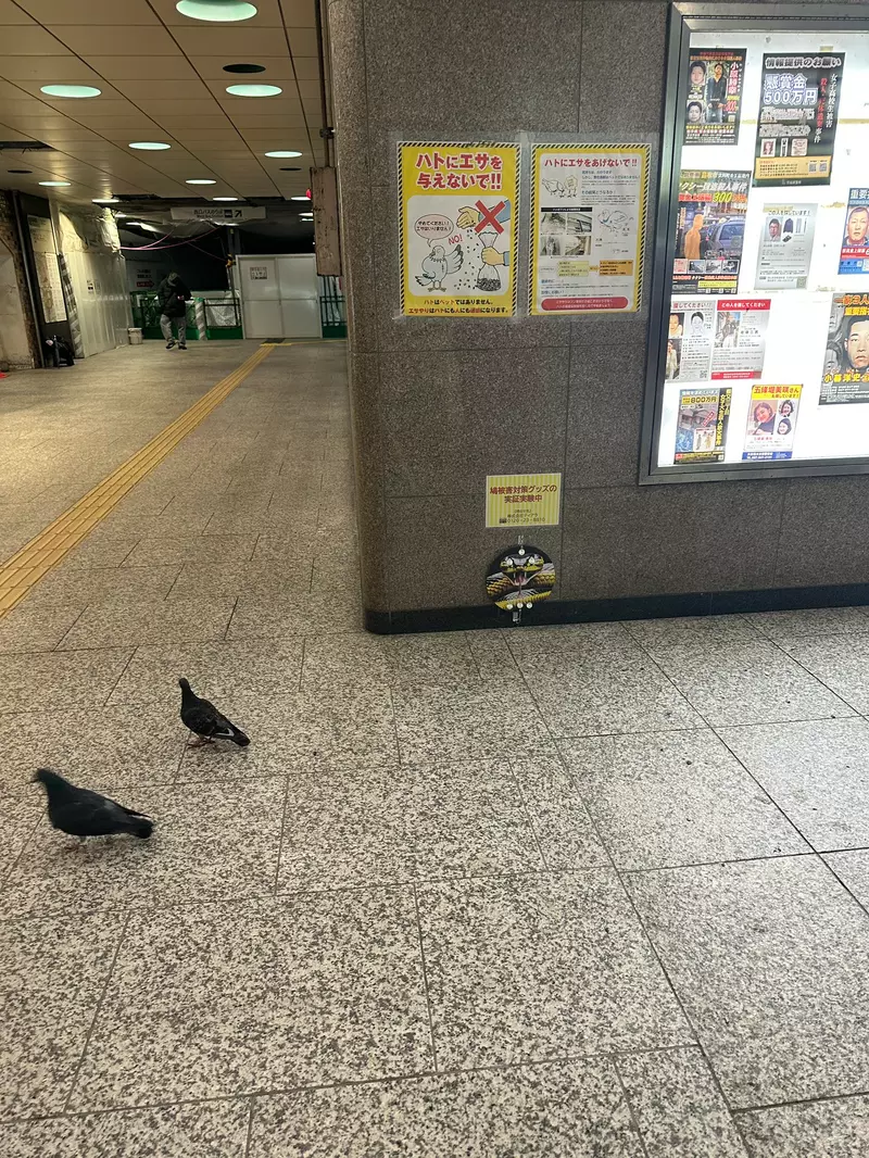 我的世界基岩版【】下载