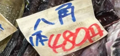 日本网友议论北海道特色鱼“八角”，美味到让人欲罢不能！但是住在外地的朋友，可能听都没听过！ - 我的世界基岩版中文站