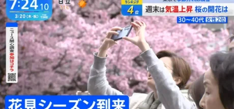 日本赏樱文化“正面临危机”,樱花树也会高龄化!缺乏维护的地区已纷纷停办樱花祭! - 我的世界基岩版中文站