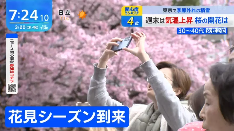 日本赏樱文化“正面临危机”，樱花树也会高龄化！缺乏维护的地区已纷纷停办樱花祭！ - 我的世界基岩版中文站 - 我的世界基岩版中文站