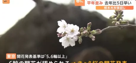 日本赏樱“冷知识”,樱花开花是根据什么标准宣布的!只需观察“标本木”这种特殊的樱花树即可! - 我的世界基岩版中文站