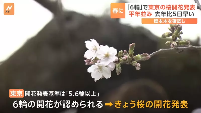 日本赏樱“冷知识”，樱花开花是根据什么标准宣布的！只需观察“标本木”这种特殊的樱花树即可！ - 我的世界基岩版中文站 - 我的世界基岩版中文站