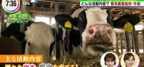 日本熊本高校有个「牛社」,每天的社团活动就是亲近牛牛!除了挤奶洗澡还要带牛散散步! - 我的世界基岩版中文站