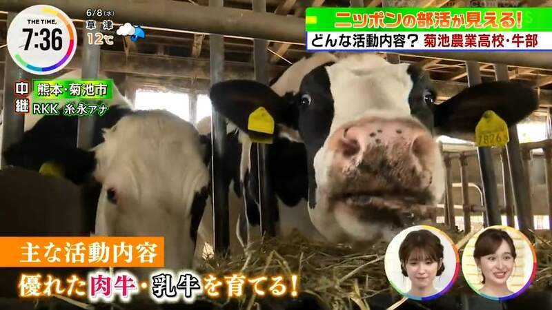 日本熊本高校有个「牛社」，每天的社团活动就是亲近牛牛！除了挤奶洗澡还要带牛散散步！ - 我的世界基岩版中文站 - 我的世界基岩版中文站