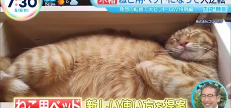 日本爆红木制花盆“不种花改种猫”，原本花盆完全卖不出去！没想到改了个名字后，竟被猫奴抢购一空了！ - 我的世界基岩版中文站