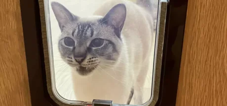 日本网友议论“不懂宠物门的猫”，花许多钱安装却不会用怎么办！盯着门求救的模样也太可爱了吧！ - 我的世界基岩版中文站