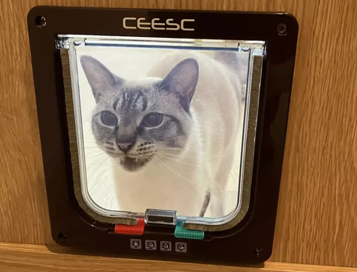 日本网友议论“不懂宠物门的猫”，花许多钱安装却不会用怎么办！盯着门求救的模样也太可爱了吧！ - 我的世界基岩版中文站 - 我的世界基岩版中文站