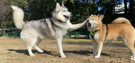 日本人议论“当哈士奇碰上其他狗狗”，距离感完全失控！柴犬显得一脸懵圈，不知如何应对！ - 我的世界基岩版中文站